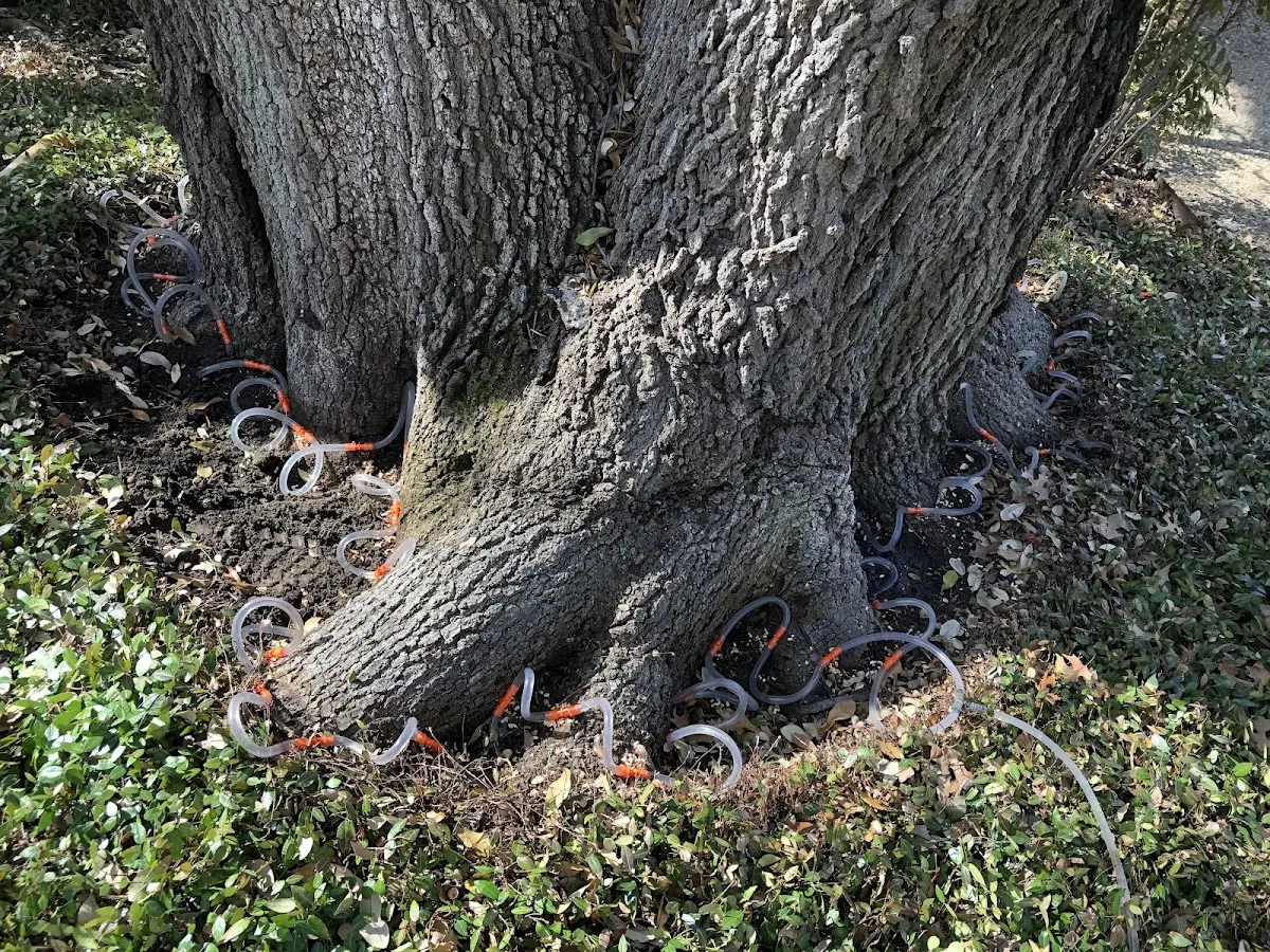 Detailed Tree Cabling and Bracing job site in Norcatur